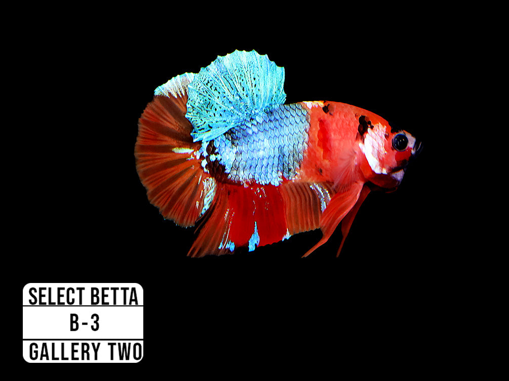 Premium Select Betta Fish (Betta splendens) - WYSIWYG Gallery Two
