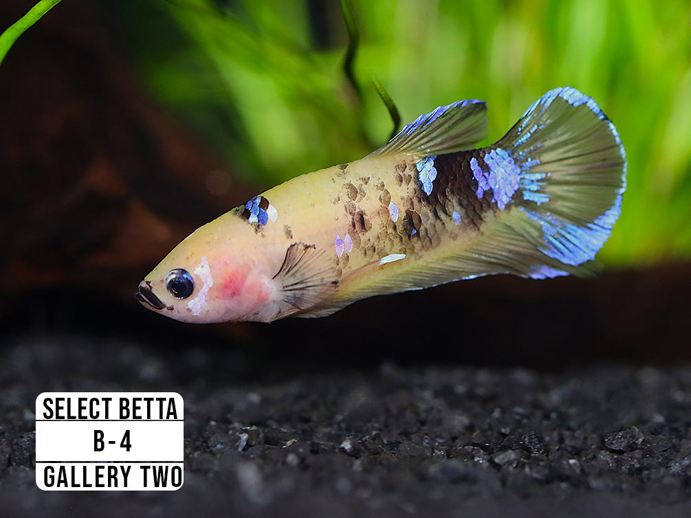 Premium Select Betta Fish (Betta splendens) - WYSIWYG Gallery Two