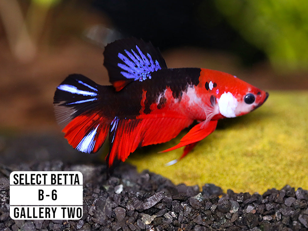 Premium Select Betta Fish (Betta splendens) - WYSIWYG Gallery Two