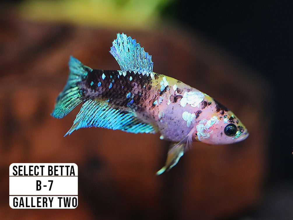 Premium Select Betta Fish (Betta splendens) - WYSIWYG Gallery Two