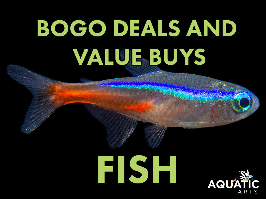 Aquatic Arts Fish BOGO Deals and Value Buys
