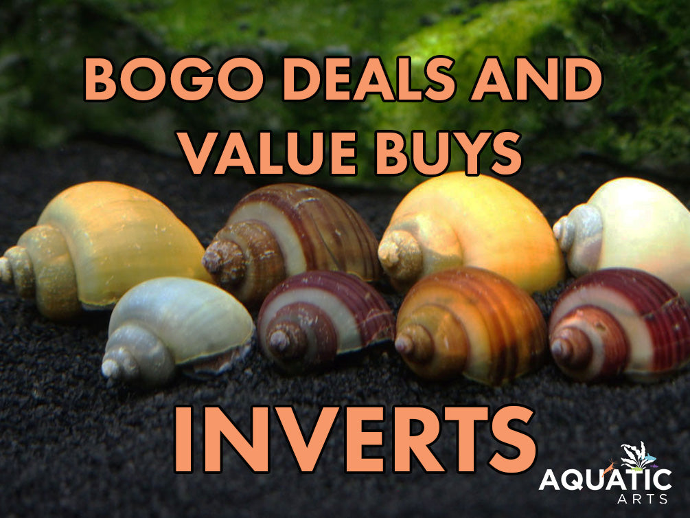 Aquatic Arts Invert BOGO Deals and Value Buys