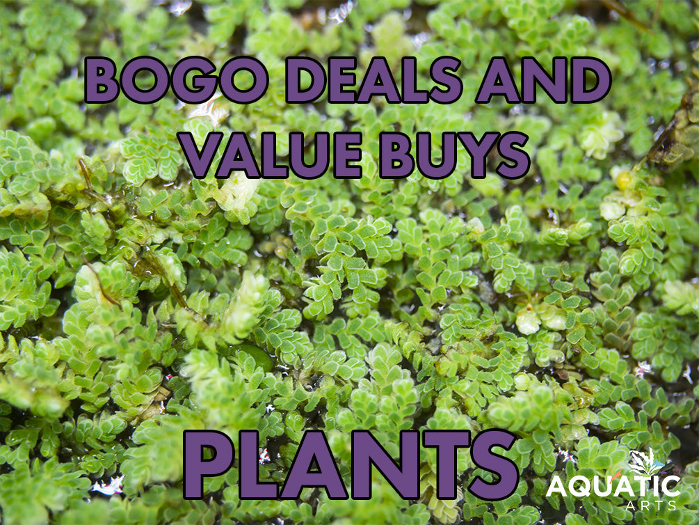 Aquatic Arts Plants BOGO Deals and Value Buys
