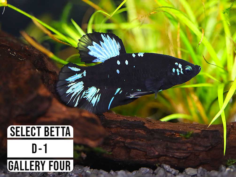 Premium Select Betta Fish (Betta splendens) - WYSIWYG Gallery Four