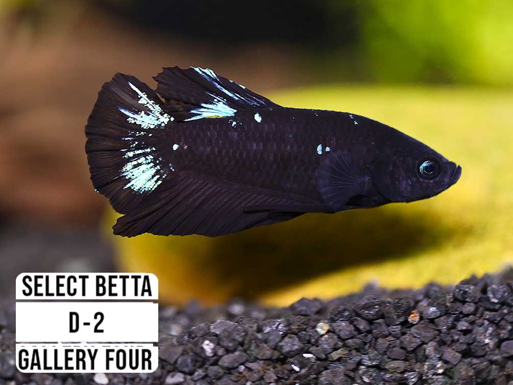 Premium Select Betta Fish (Betta splendens) - WYSIWYG Gallery Four