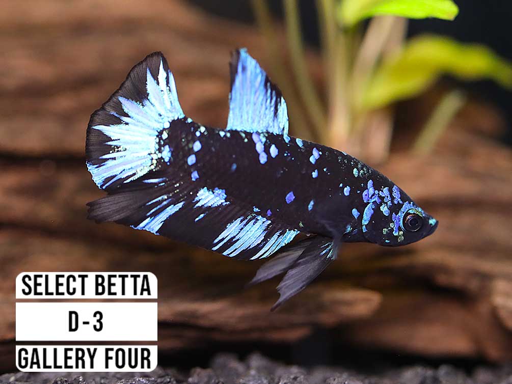 Premium Select Betta Fish (Betta splendens) - WYSIWYG Gallery Four