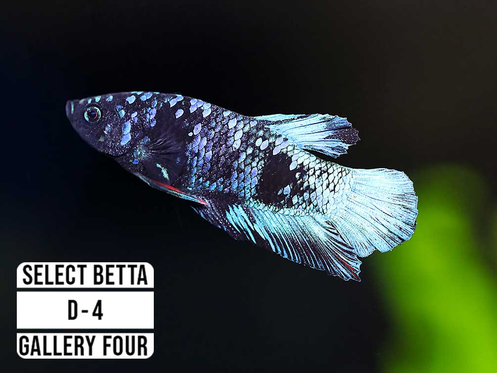 Premium Select Betta Fish (Betta splendens) - WYSIWYG Gallery Four