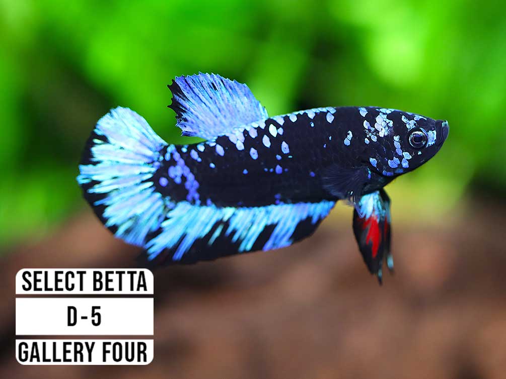 Premium Select Betta Fish (Betta splendens) - WYSIWYG Gallery Four