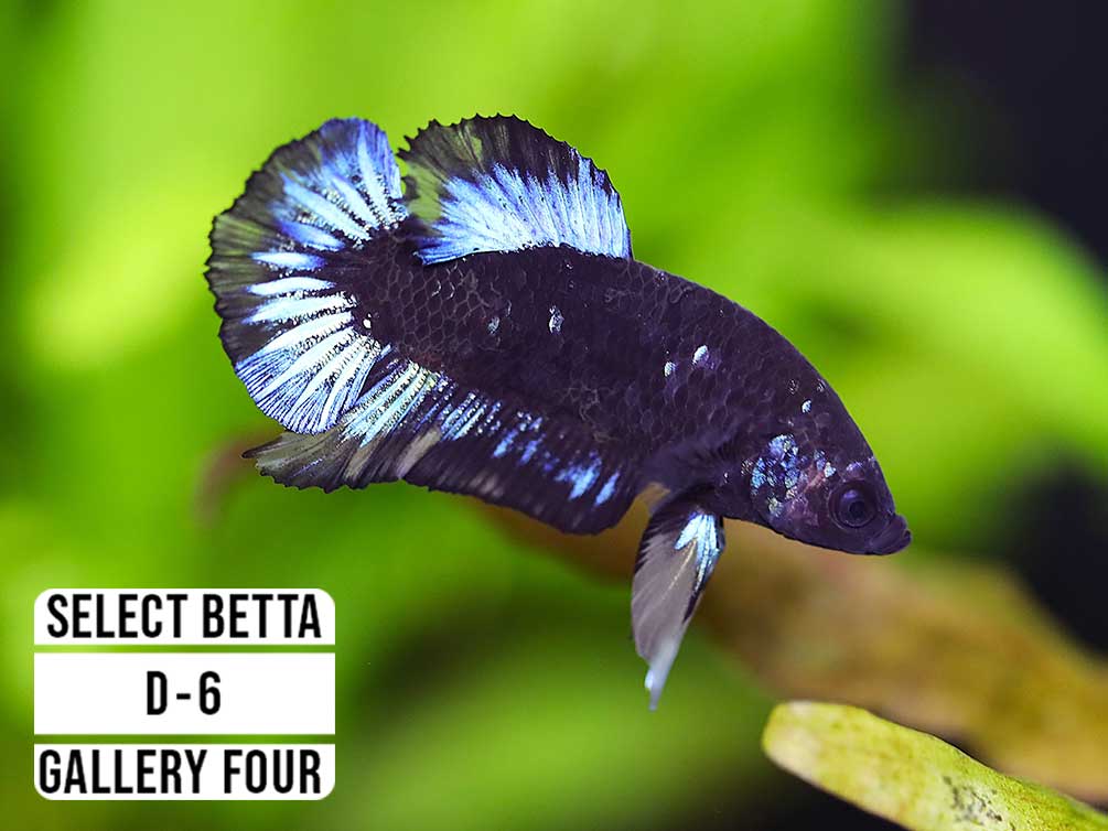 Premium Select Betta Fish (Betta splendens) - WYSIWYG Gallery Four