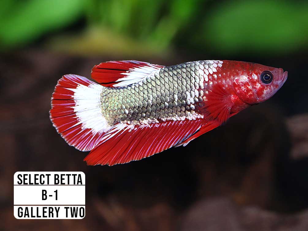 Premium Select Betta Fish (Betta splendens) - WYSIWYG Gallery Two