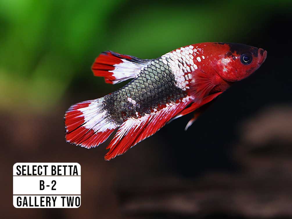 Premium Select Betta Fish (Betta splendens) - WYSIWYG Gallery Two