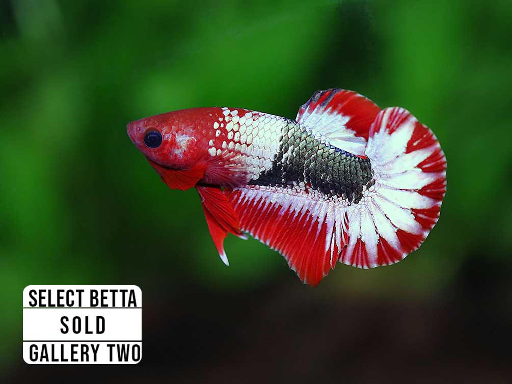 Premium Select Betta Fish (Betta splendens) - WYSIWYG Gallery Two