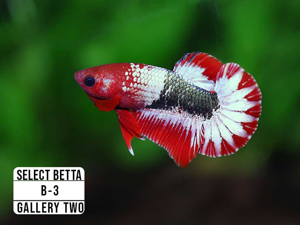 Premium Select Betta Fish (Betta splendens) - WYSIWYG Gallery Two