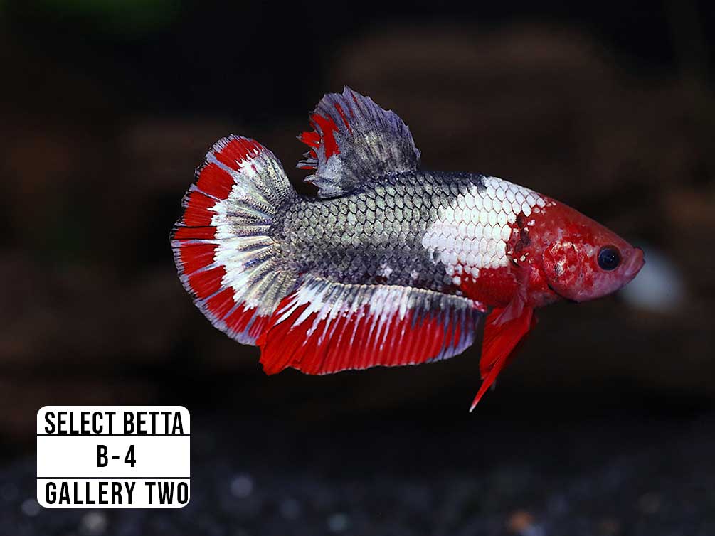 Premium Select Betta Fish (Betta splendens) - WYSIWYG Gallery Two