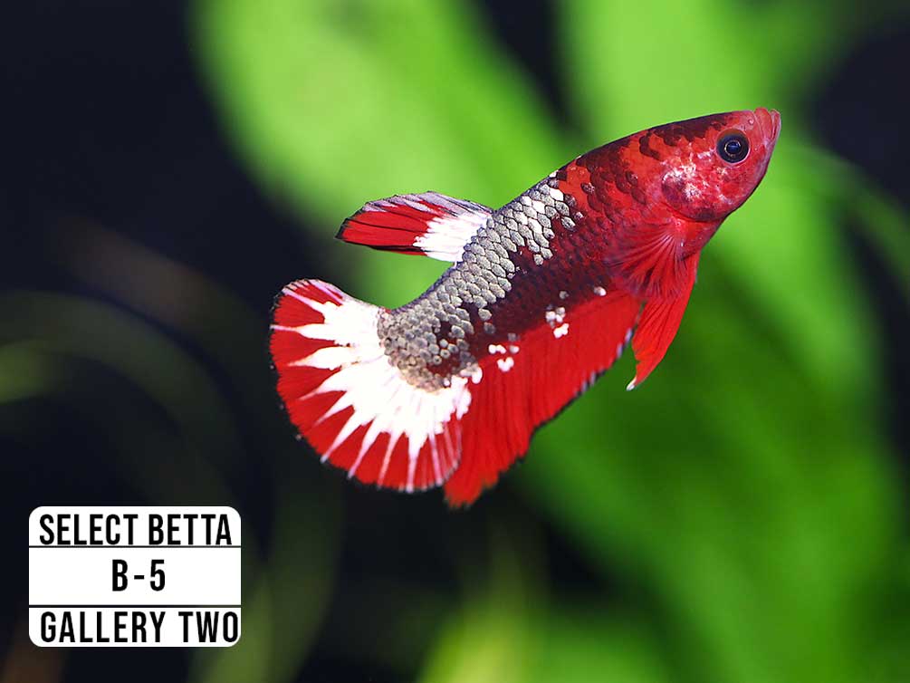 Premium Select Betta Fish (Betta splendens) - WYSIWYG Gallery Two