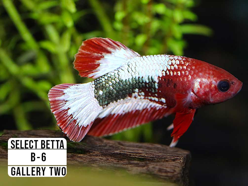 Premium Select Betta Fish (Betta splendens) - WYSIWYG Gallery Two