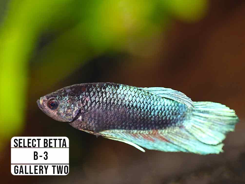 Premium Select Betta Fish (Betta splendens) - WYSIWYG Gallery Two