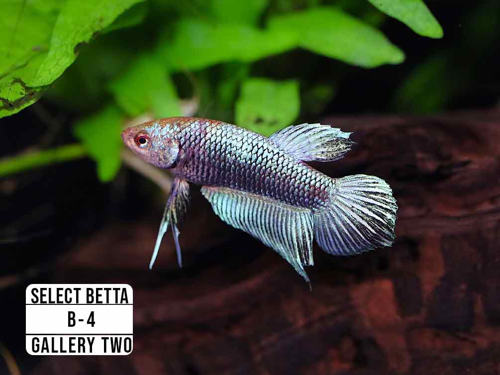 Premium Select Betta Fish (Betta splendens) - WYSIWYG Gallery Two