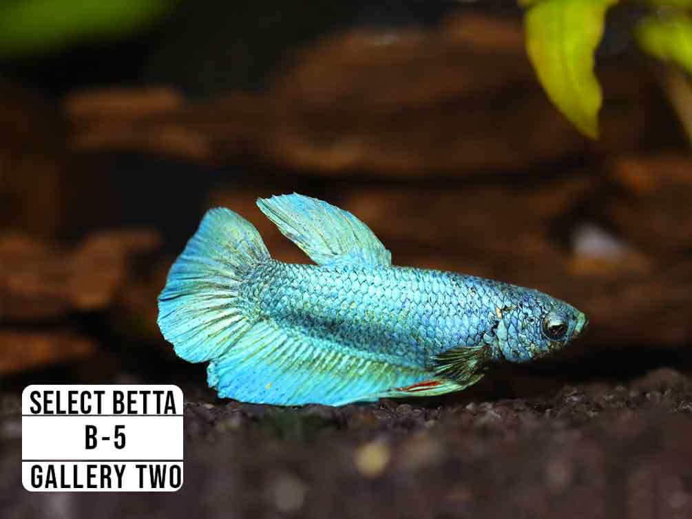 Premium Select Betta Fish (Betta splendens) - WYSIWYG Gallery Two