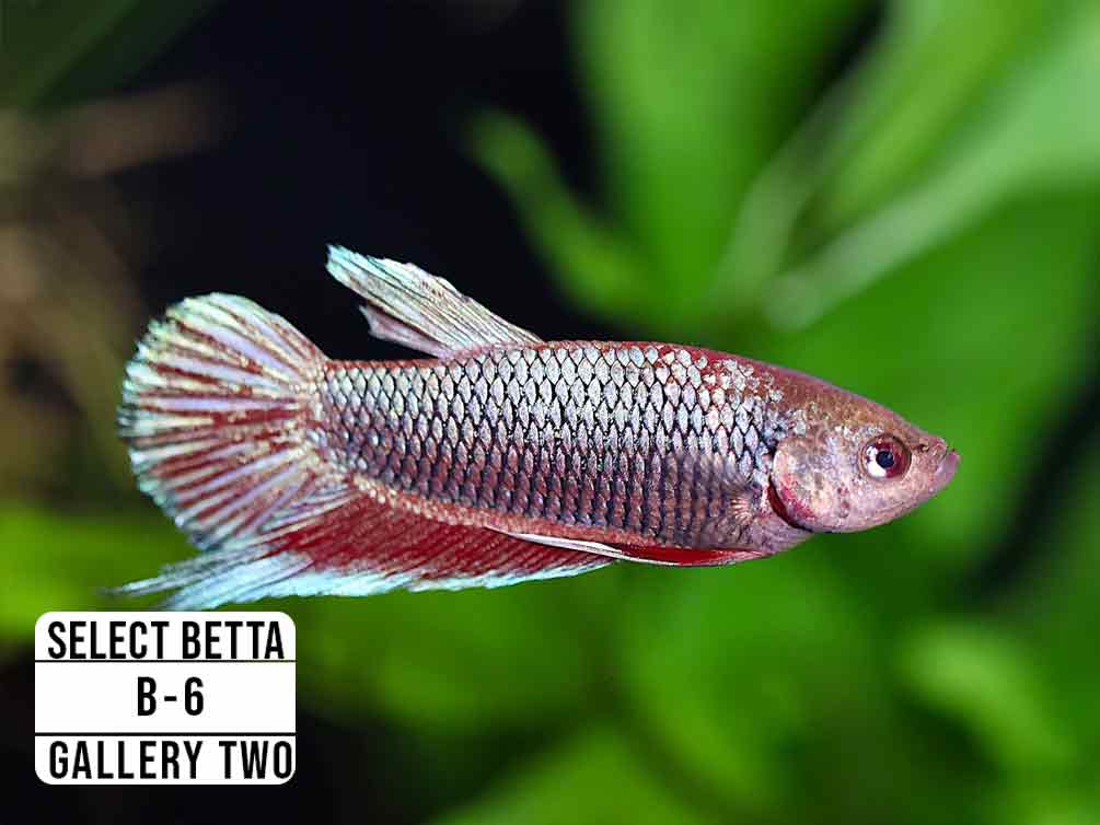 Premium Select Betta Fish (Betta splendens) - WYSIWYG Gallery Two