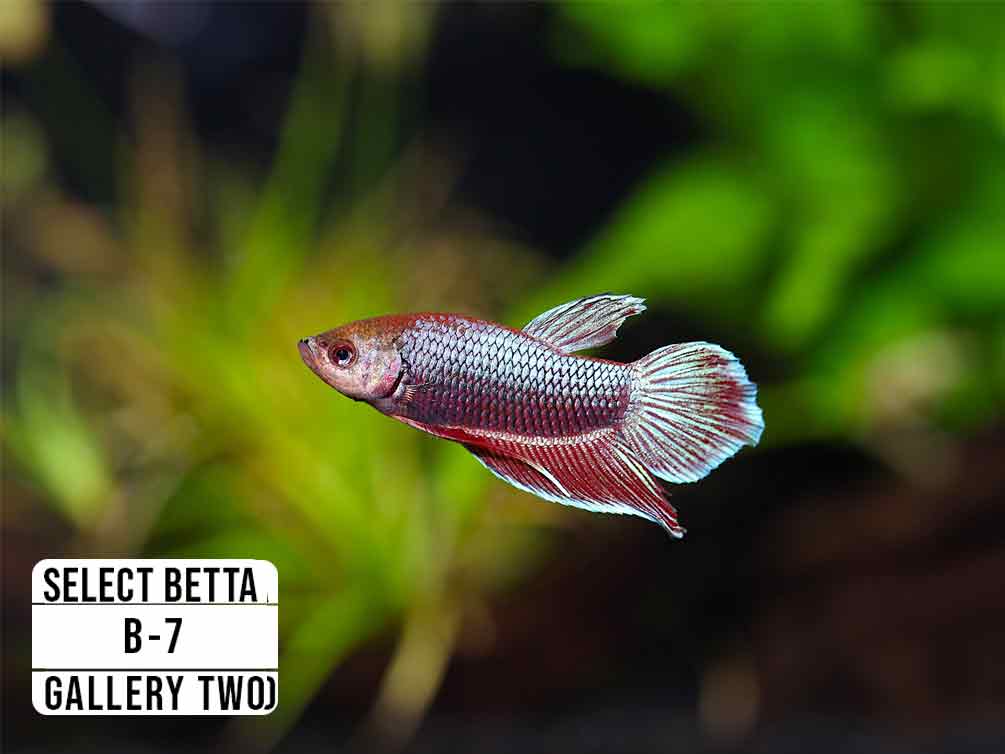 Premium Select Betta Fish (Betta splendens) - WYSIWYG Gallery Two