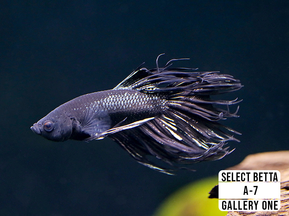 Premium Select Betta Fish (Betta splendens) - WYSIWYG Gallery One