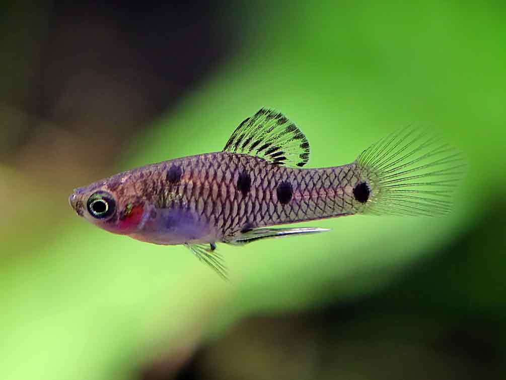 Four-Spot Merry Widow (Phallichthys quadripunctatus)