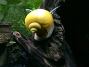 B-Grade Mystery Snails (Pomacea bridgesii) - Tank-Bred!