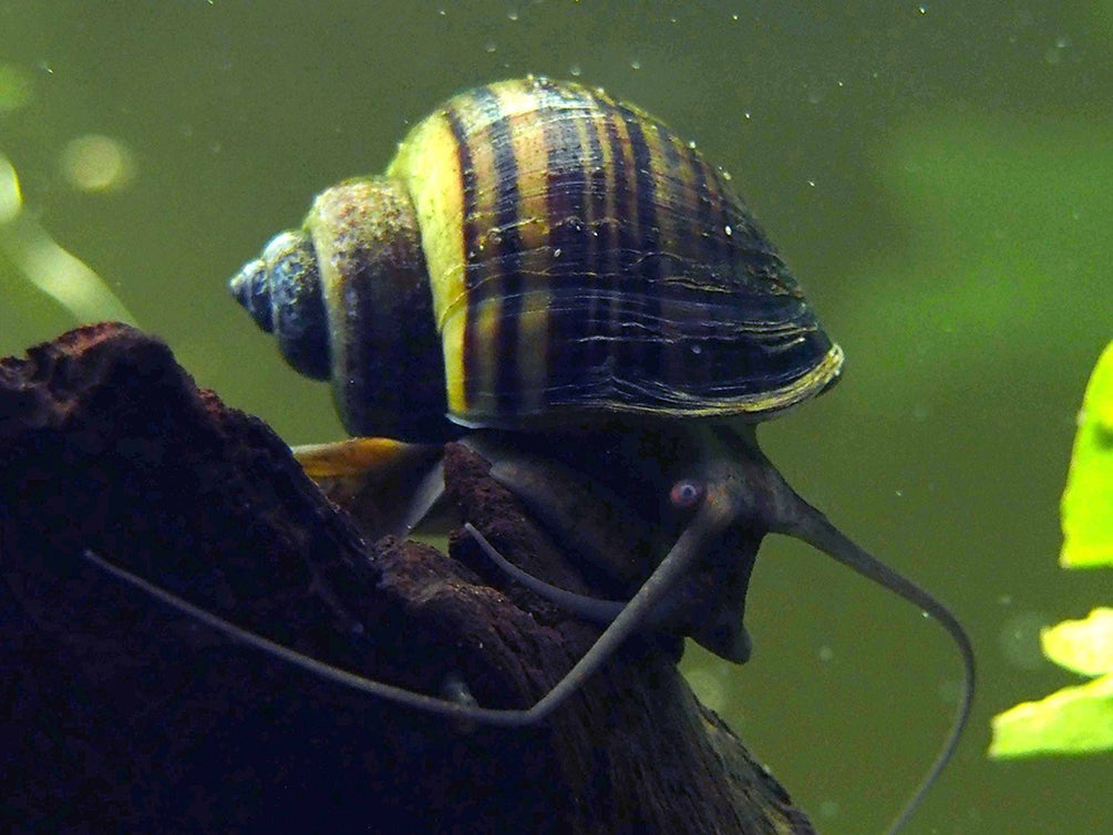 B-Grade Mystery Snails (Pomacea bridgesii) - Tank-Bred!