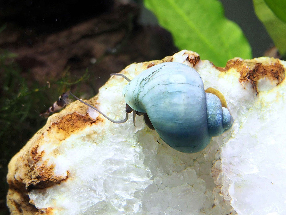 B-Grade Mystery Snails (Pomacea bridgesii) - Tank-Bred!