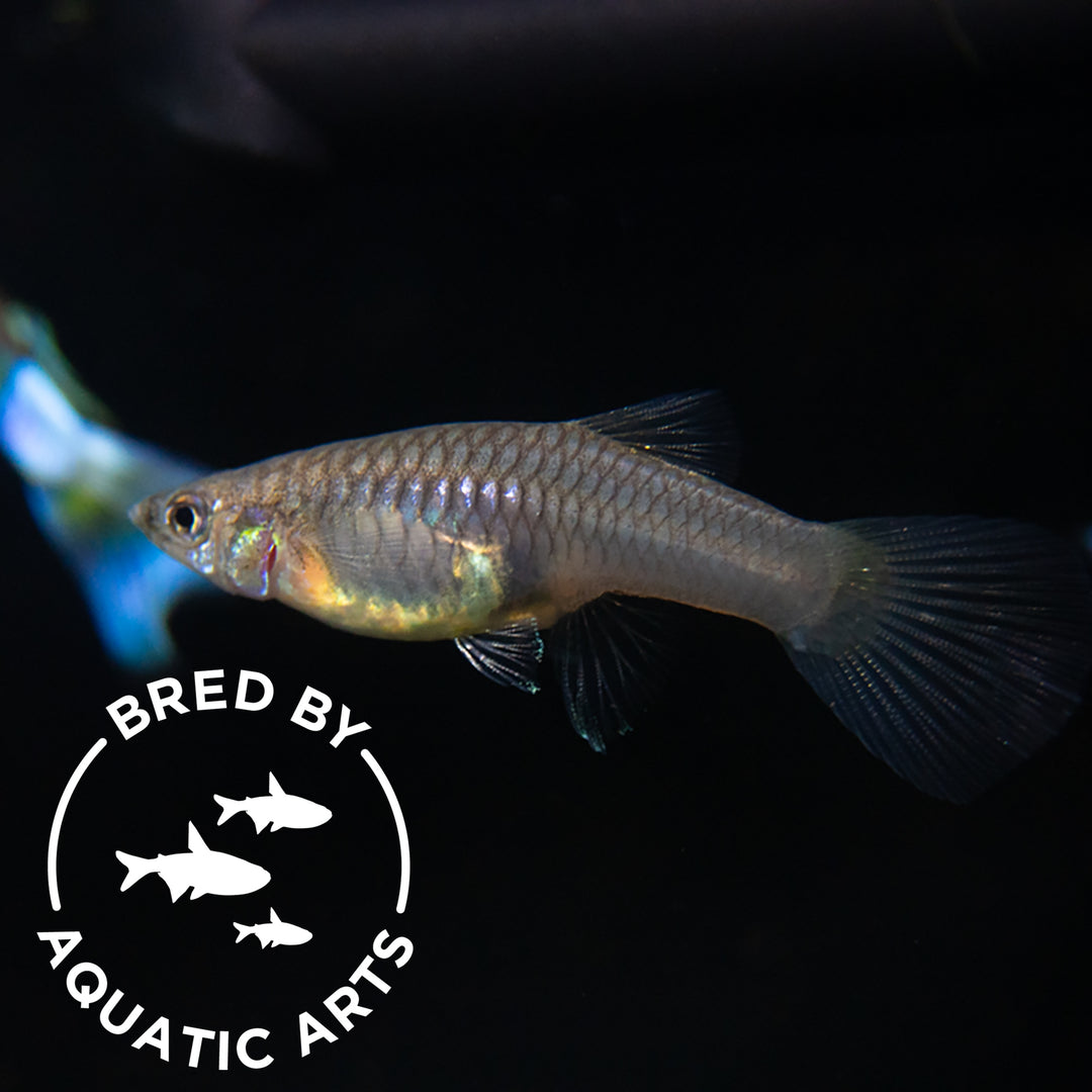 Blue Satin Pearl Tail Guppy (Poecilia reticulata "Gaga"), BREDBY: Aquatic Arts