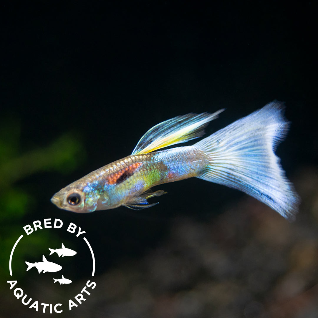 Blue Satin Pearl Tail Guppy (Poecilia reticulata "Gaga"), BREDBY: Aquatic Arts