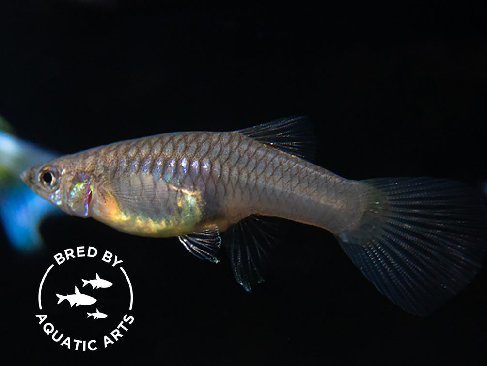 Blue Satin Pearl Tail Guppy (Poecilia reticulata "Gaga"), BREDBY: Aquatic Arts