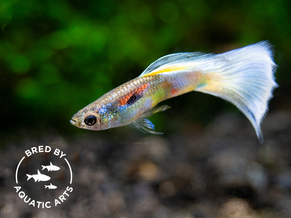 Blue Satin Pearl Tail Guppy (Poecilia reticulata "Gaga"), BREDBY: Aquatic Arts