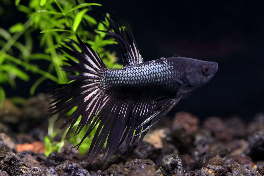 Black Orchid Crowntail Male Betta (Betta splendens) - Tank Bred