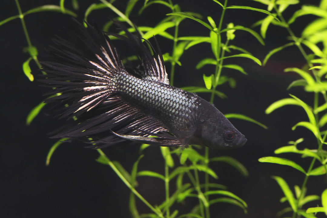 Black Orchid Crowntail Male Betta (Betta splendens) - Tank Bred