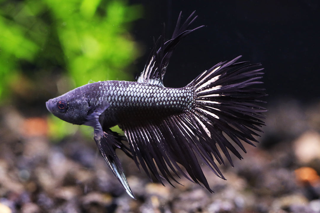 Black Orchid Crowntail Male Betta (Betta splendens) - Tank Bred