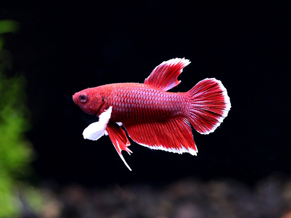 Dumbo Ear Halfmoon Plakat Male Betta (Betta splendens) - Tank Bred