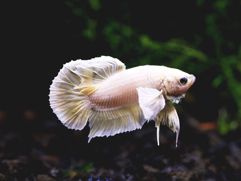 Dumbo Ear Halfmoon Plakat Male Betta (Betta splendens) - Tank Bred