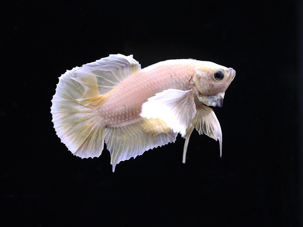 Dumbo Ear Halfmoon Plakat Male Betta (Betta splendens) - Tank Bred