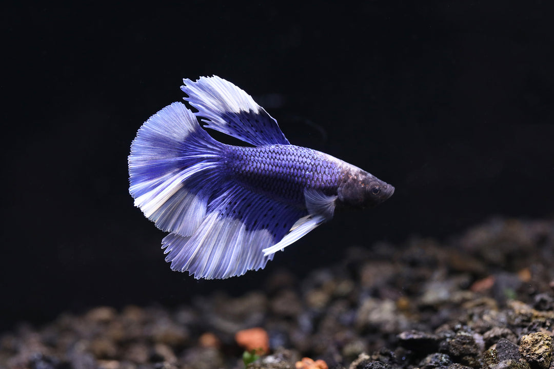 Halfmoon Butterfly Male Betta (Betta splendens) - Tank Bred