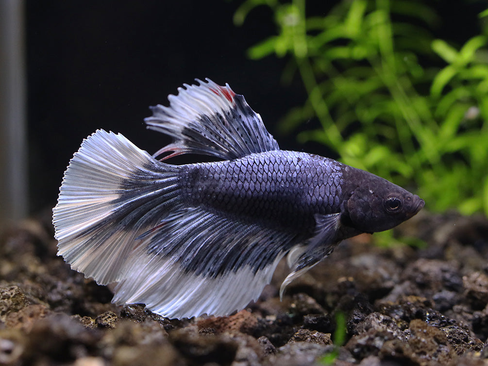 Halfmoon Butterfly Male Betta (Betta splendens) - Tank Bred