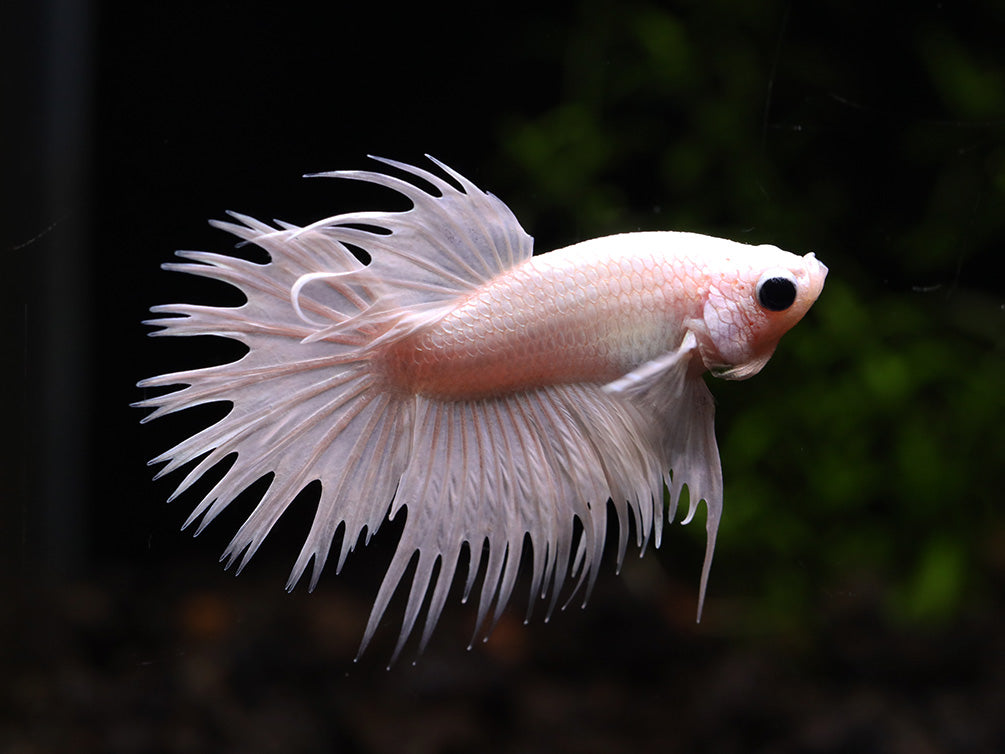 Platinum Crowntail Male Betta (Betta splendens) - Tank Bred