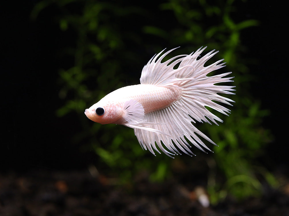 Platinum Crowntail Male Betta (Betta splendens) - Tank Bred