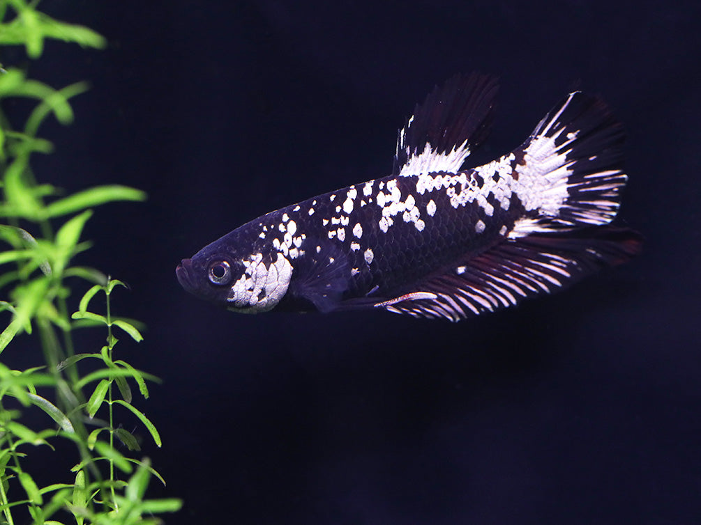 Black Dragon Male Betta (Betta splendens) - Tank Bred