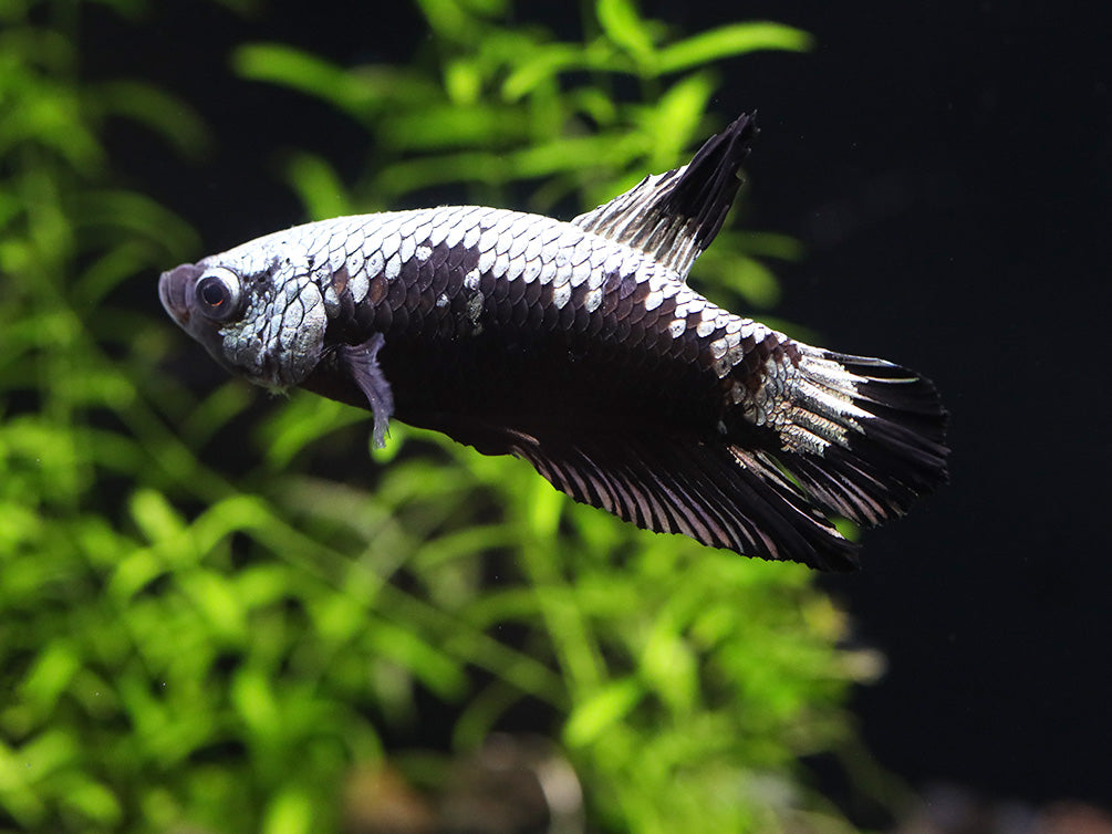 Black Dragon Male Betta (Betta splendens) - Tank Bred