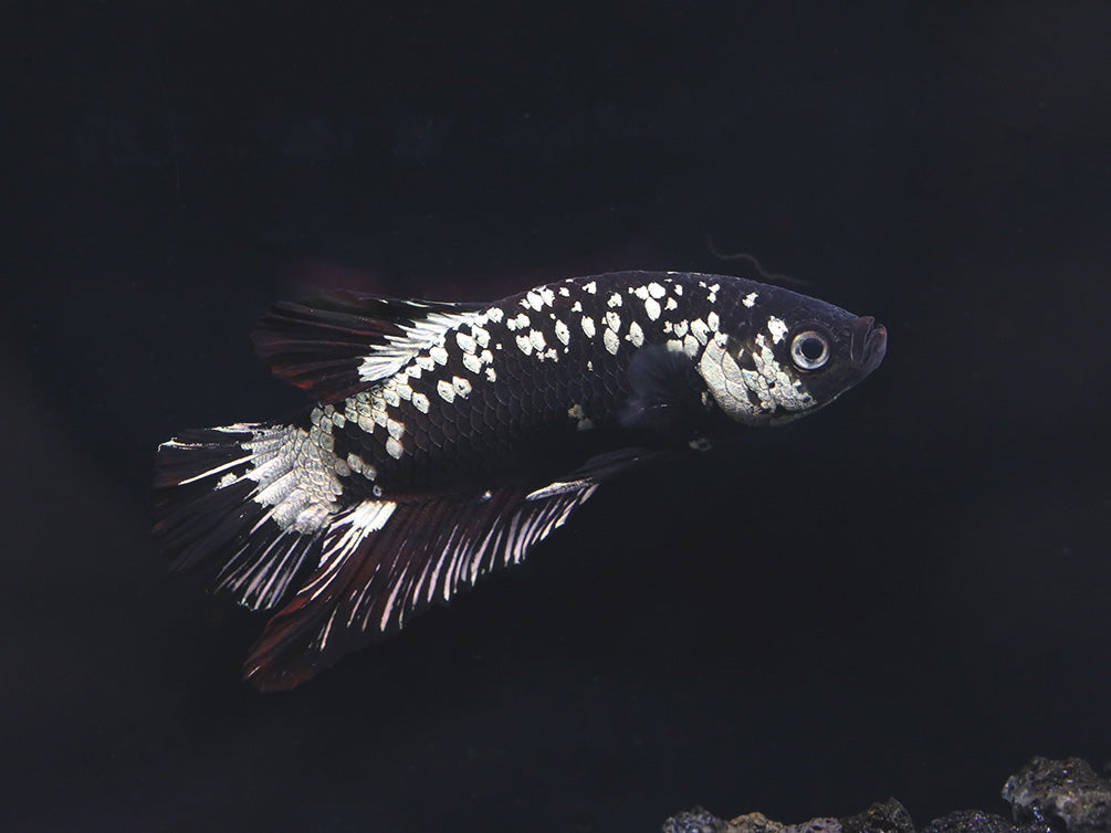 Black Dragon Male Betta (Betta splendens) - Tank Bred