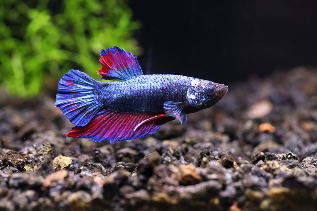 Red Dragon Plakat Male Betta (Betta splendens) - Tank Bred