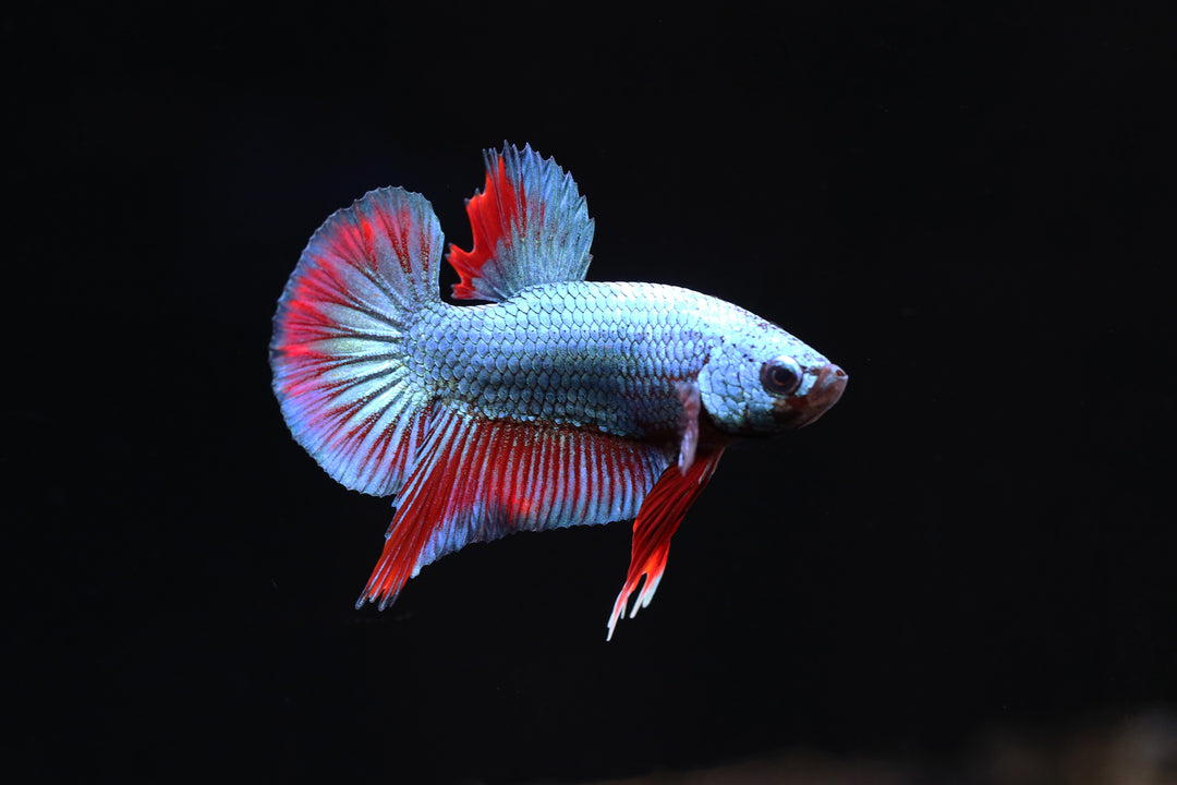 Red Dragon Plakat Male Betta (Betta splendens) - Tank Bred