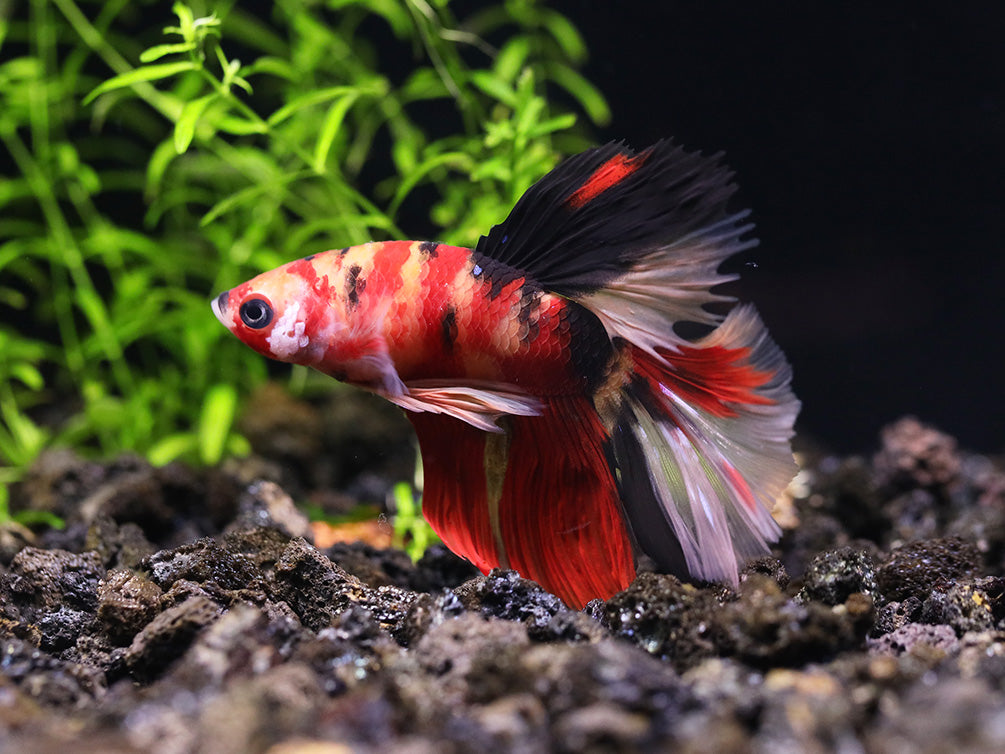 Halfmoon Koi Male Betta (Betta splendens) - Tank Bred